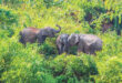 বন্য প্রাণীর সুরক্ষায় ওয়াল্ডলাইফ কমিশন গঠন করেছে সরকার