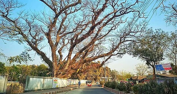 সৈয়দপুরে শতবর্ষী ৩৩ গাছ: কাটার জন্য ঝুঁকির যুক্তি, কিন্তু নথি দেখাচ্ছে আর্থিক বিবেচনা