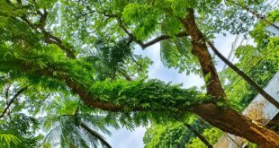 পাঠকের ছবি (২১ জুলাই ২০২৬)