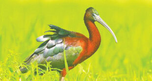 রংপুরে খয়রা কাস্তেচরার আবাস