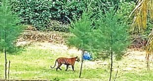 সুন্দরবনে বাঘের শরীরে সংক্রমণ, কী প্রভাব পড়বে