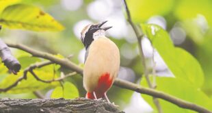 বর্ষায় শালবনে শুমচার গান 