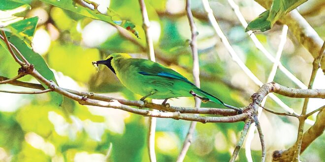 নীলডানা হরবোলার খোঁজে আদমপুরে 