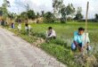 গাছ বড় হলে পথচারীরা ছায়ায় চলাচল করতে পারবে
