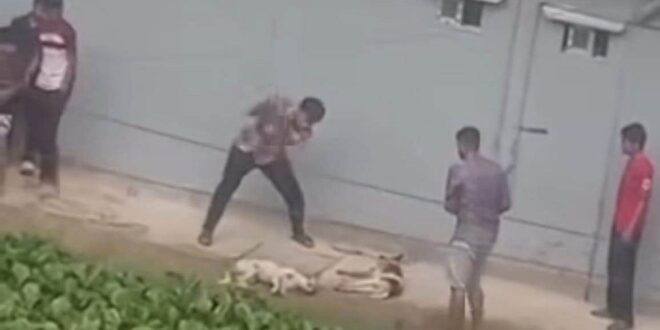 চট্টগ্রামে দুটি কুকুরকে পিটিয়ে হত্যা, ভিডিও ভাইরাল