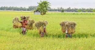 ধান এবং ভাত নিয়ে চারটি ভ্রান্তধারণা বনাম বৈজ্ঞানিক বাস্তবতা