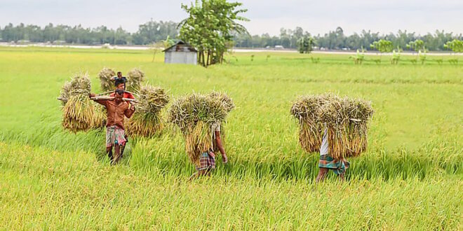 ধান এবং ভাত নিয়ে চারটি ভ্রান্তধারণা বনাম বৈজ্ঞানিক বাস্তবতা