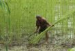 পাটের মৌসুমে ব্যস্ততা