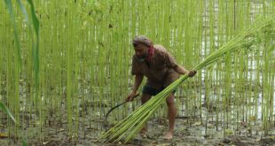 পাটের মৌসুমে ব্যস্ততা