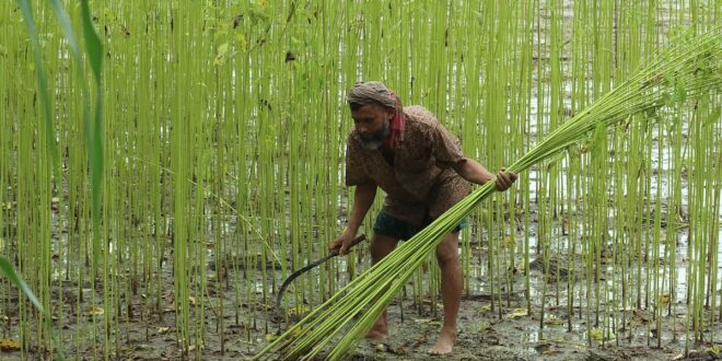 পাটের মৌসুমে ব্যস্ততা