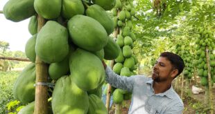দেড় লাখ খরচে ১০ লাখ টাকার পেঁপে বিক্রির আশা হান্নানের
