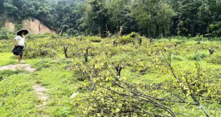 ফলভর্তি হাজার কমলাগাছ কাটা হলো উচ্ছেদ অভিযানে