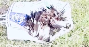 শিকারের পর জবাই করা হলো ৪০০ বক-শালিক