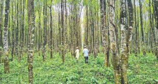 ১৯ বছরের পরিচর্যায় গারো পাহাড়ে এখন আগরের সুবাস