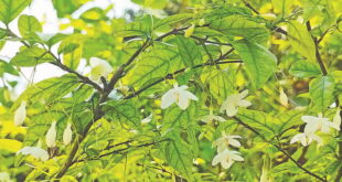 নবাগত পানিজুঁই ফুল 