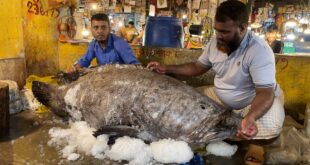 চট্টগ্রামে ১৫৫ কেজির বিশাল কোরাল, বাজারজুড়ে কৌতূহল