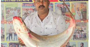 রাজবাড়ীতে পদ্মার দুটি ঢাঁই মাছ বিক্রি হলো ৬৯ হাজার টাকায়