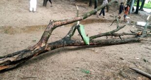 বাড়ির পাশে বসে খেলছিল শিশু, গাছের ডাল ভেঙে মাথায় পড়ে প্রাণ গেল