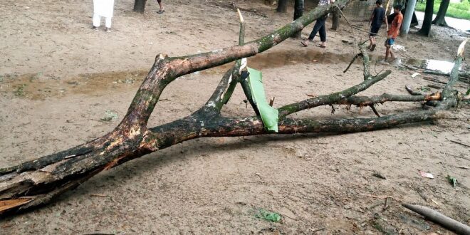 বাড়ির পাশে বসে খেলছিল শিশু, গাছের ডাল ভেঙে মাথায় পড়ে প্রাণ গেল