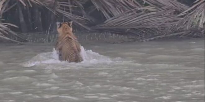 এবার বন বিভাগের টহল দলের সামনে বাঘ, সাঁতার কাটছিল খালে