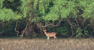 উন্নয়ন-বর্ণবাদের চাদর সরিয়ে ‘বাদাবনের বিজ্ঞান’