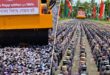 ৮৩ কোটি ৯৪ লাখ টাকার মাদকদ্রব্য ধ্বংস করল বিজিবি