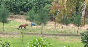 সুন্দরবনে বন বিভাগের কার্যালয়ের সামনে হঠাৎই দেখা বেঙ্গল টাইগারের