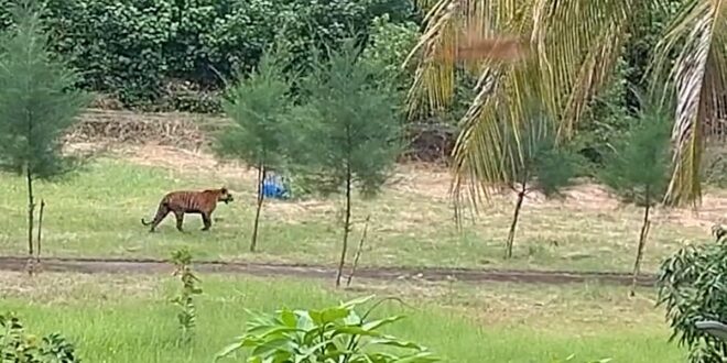 সুন্দরবনে বন বিভাগের কার্যালয়ের সামনে হঠাৎই দেখা বেঙ্গল টাইগারের