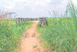 পাবনার একসময়ের ব্যস্ত সড়ক এখন ‘পরিত্যক্ত’