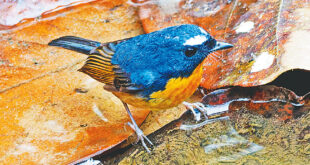 সাদা ভ্রুর সেই বিরল চটক