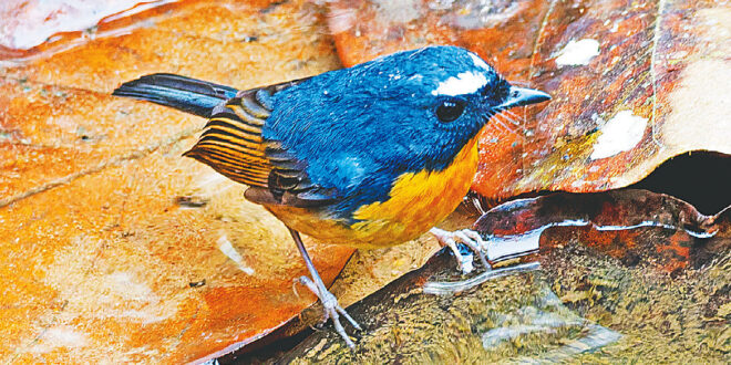 সাদা ভ্রুর সেই বিরল চটক