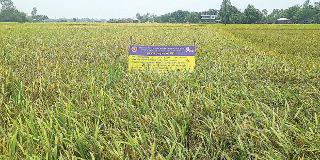 হাইব্রিড ধানের বীজ উৎপাদনের চিরস্থায়ী সমাধানের পথে হাঁটছেন বিজ্ঞানীরা