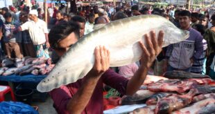 চিতল মাছের কালো দাগ কী সুবিধা দেয়
