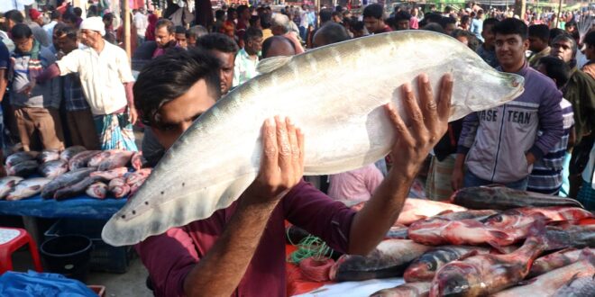 চিতল মাছের কালো দাগ কী সুবিধা দেয়