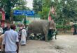 চাঁদা তোলার সময় আটক হাতি আদালতের সিদ্ধান্তে ফিরে যাচ্ছে মালিকের কাছে