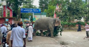 চাঁদা তোলার সময় আটক হাতি আদালতের সিদ্ধান্তে ফিরে যাচ্ছে মালিকের কাছে