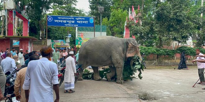 চাঁদা তোলার সময় আটক হাতি আদালতের সিদ্ধান্তে ফিরে যাচ্ছে মালিকের কাছে