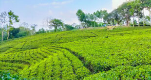 শ্রীমঙ্গলে ভালো চা কিনবেন কী করে