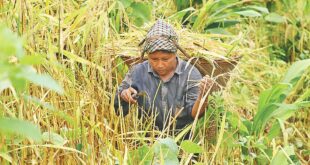 সংকটে হাজার বছরের জুমচাষ