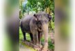 সাপের কামড়ে মারা গিয়েছিল শাবকটি, এবার অসুস্থ হয়ে মা হাতি নূরীর মৃত্যু