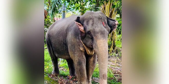 সাপের কামড়ে মারা গিয়েছিল শাবকটি, এবার অসুস্থ হয়ে মা হাতি নূরীর মৃত্যু