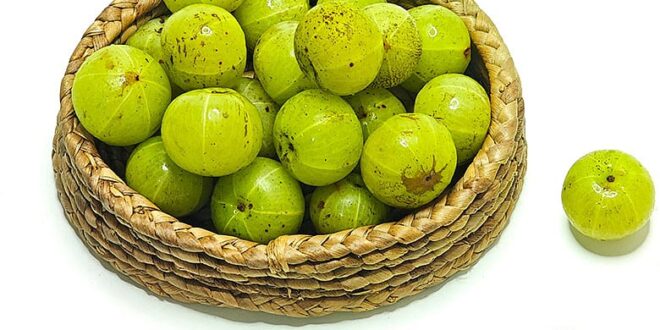 আয়ুর্বেদ থেকে আধুনিক বিজ্ঞান: আস্থার ফল আমলকি