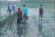 মেহেরপুর সীমান্তে পাঁচজনকে ঠেলে পাঠানোর চেষ্টা বিএসএফের, রুখে দিল বিজিবি