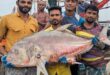 সাগরে জালে ধরা পড়ল ৫৪ কেজির তবল মাছ, ৩৬ হাজার টাকায় বিক্রি